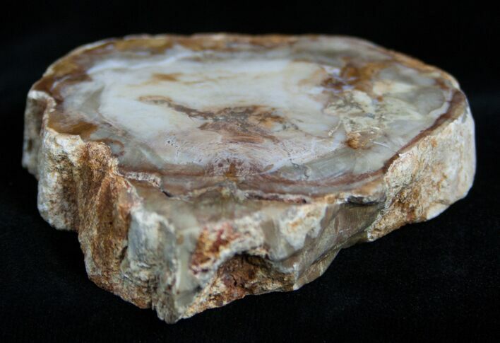 Petrified Wood - Limb Slice From Madagascar #2236